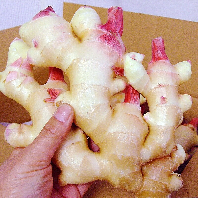 新生姜 約4kg Lサイズ 高知産 送料無料 新しょうが 新ショウガ 生姜 ginger 秀品 ...