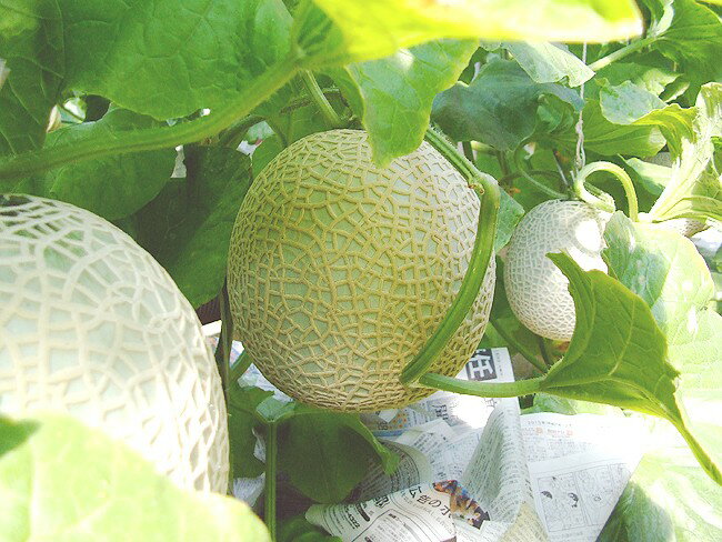 ������ɥ���� ���ޥ�������� ��Υ���� ��1.3kg 1�� ��鲽��Ȣ�� ���λ� ����̵�� ���ե� �ץ쥼��� ����ľ�� �ǹ�� ��ˤ� �л��ˤ� �뺧�ˤ� ���ˤ� ���֤� ��������