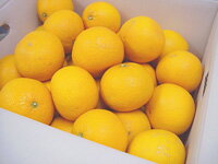 ★おためし清見オレンジ2kg送料無料★きよみちゃんがジューシーなおためしセットになりました！※代金引換は手数料330円必要ですのサムネイル