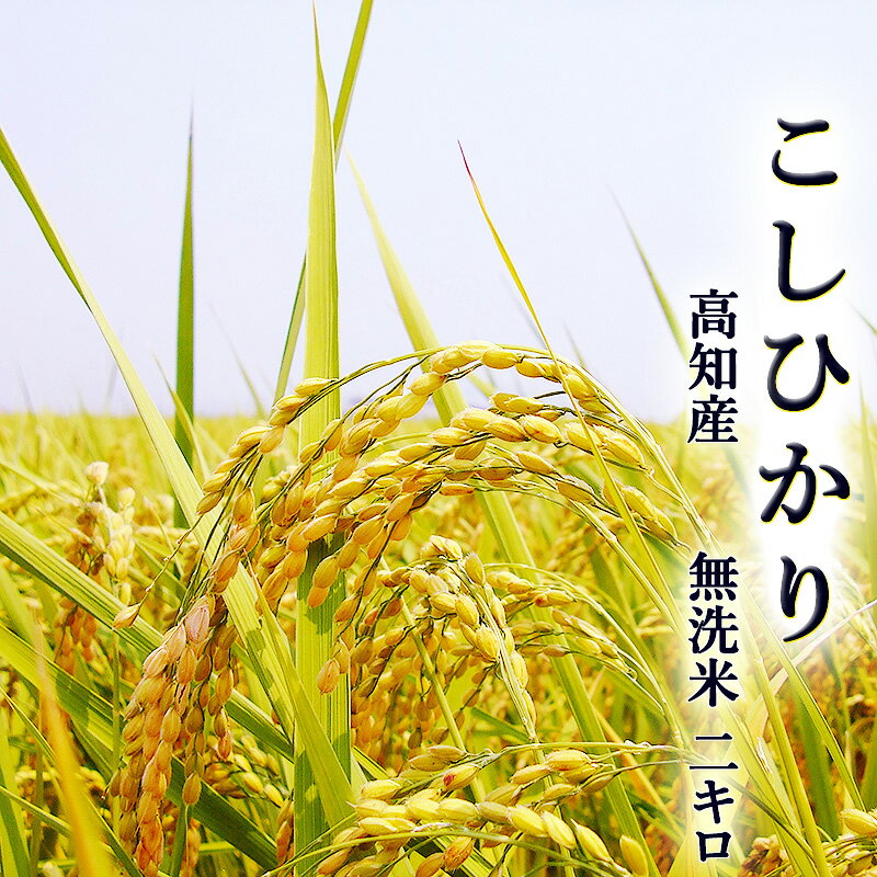 こしひかり 2kg 無洗米 高知県産 令和5年産 BG米 精米 お米 こめ 白米 ご飯 ごはん コシヒカリ ギフト プレゼント 産地直送 銀シャリ