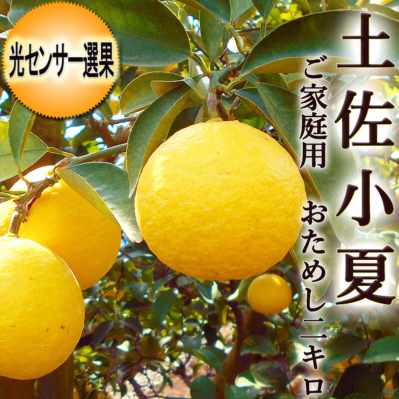 土佐小夏 2キロ 高知産 ご家庭用 М〜Lサイズ 光センサー選果 送料無料 小夏 こなつ ニューサマーオレンジ 日向夏 糖度 酸度 ギフト プレゼント 母の日 お中元 フルーツ みかん