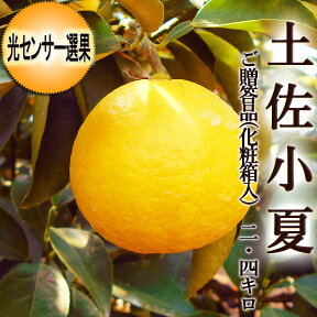 土佐小夏 2.4キロ 高知産 ご贈答用高級品 М〜Lサイズ 化粧箱入 光センサー選果 送料無料 小夏 ニューサマーオレンジ 日向夏 糖度 酸度 ギフト プレゼント 母の日 お中元 フルーツ みかん