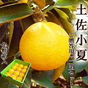 土佐小夏 ご贈答用12玉セット 高知産 ご贈答用 Lサイズ 光センサー選果 化粧箱入 送料無料 小夏 こなつ ニューサマーオレンジ 日向夏 糖度 酸度 ギフト ...