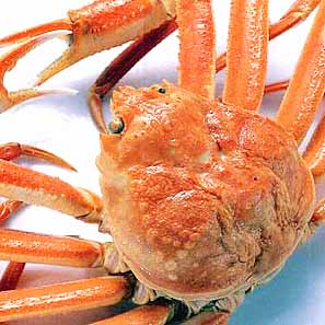 ずわいがにとクエの豪華鍋セット 約3人前 ずわいがに500g、マスクエ240g、銀ひらす、〆の讃岐うどん 大満足鍋をご家庭で!【Cool delivery】