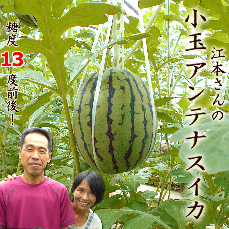 夏の小玉アンテナスイカ 約1.8kg×1玉 高糖度 なんと13度前後！ 品種おまかせ 高知産 江本農園の高糖度すいか ギフト プレゼント 西瓜 スイカ 国産 産地直送 お中元 内祝い 出産祝い 結婚祝い お祝い お返し ご自宅用のサムネイル