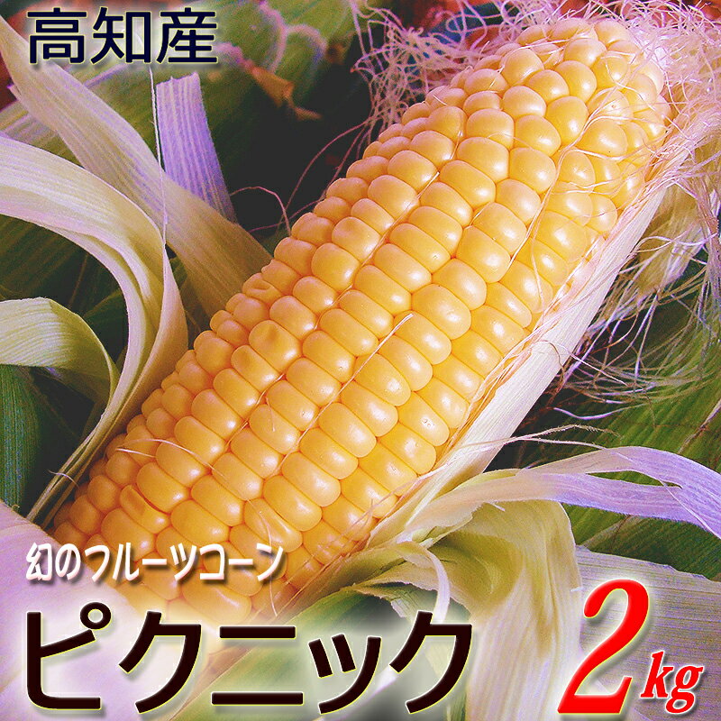 高糖度フルーツコーン ピクニック 約2キロ 糖度16度以上 高知産 生食できます 甘い 本数おまかせ 幻のフルーツコーン 糖度16度オーバー とうもろこし トウモロコシ 産地直送 新鮮