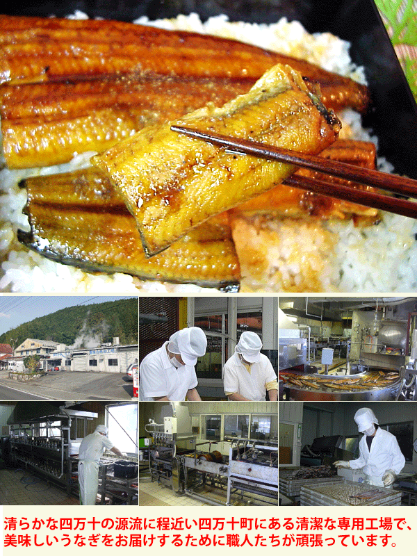 四万十うなぎ（株）うなぎ蒲焼（150gサイズ）×2尾とトロ鰹タタキ400gのセット 送料無料 土佐のたたきに清流うなぎ ギフト うなぎ ウナギ 鰻 蒲焼き 国産 土用丑の日 敬老の日 ギフト プレゼント 内祝い お返し 誕生日 御中元 お中元【Cool delivery】 3