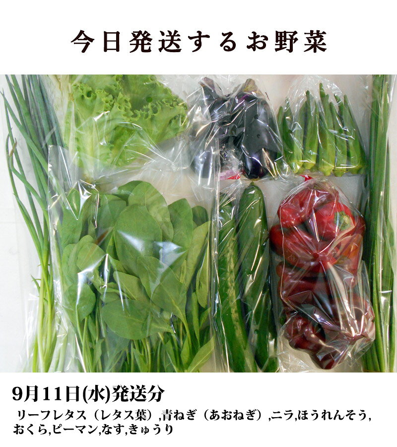 とれたて野菜 8種類セット 詰め合わせ 高知産 レシピ・追加機能付き 送料無料 新鮮 お取り寄せ 地元産 たまご 木綿豆腐 ギフト お土産 産地直送 産直 詰め合わせ クール便 新鮮 葉物 根菜 香味 定番野菜 翌日発送も可 chokuhan-10028510 アグリファーム高知 サンプル画像2