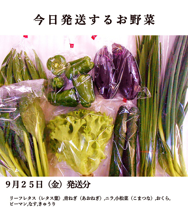 とれたて野菜 8種類セット 詰め合わせ 高知産 レシピ・追加機能付き 送料無料 新鮮 お取り寄せ 地元産 たまご 木綿豆腐 ギフト お土産 産地直送 産直 詰め合わせ クール便 新鮮 葉物 根菜 香味 定番野菜 翌日発送も可 chokuhan-10028510 アグリファーム高知 サンプル画像2