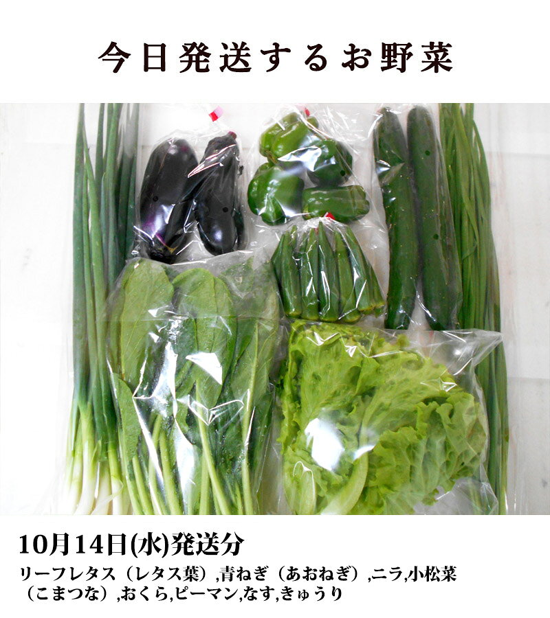 とれたて野菜 8種類セット 詰め合わせ 高知産 レシピ・追加機能付き 送料無料 新鮮 お取り寄せ 地元産 たまご 木綿豆腐 ギフト お土産 産地直送 産直 詰め合わせ クール便 新鮮 葉物 根菜 香味 定番野菜 翌日発送も可 chokuhan-10028510 アグリファーム高知 サンプル画像2