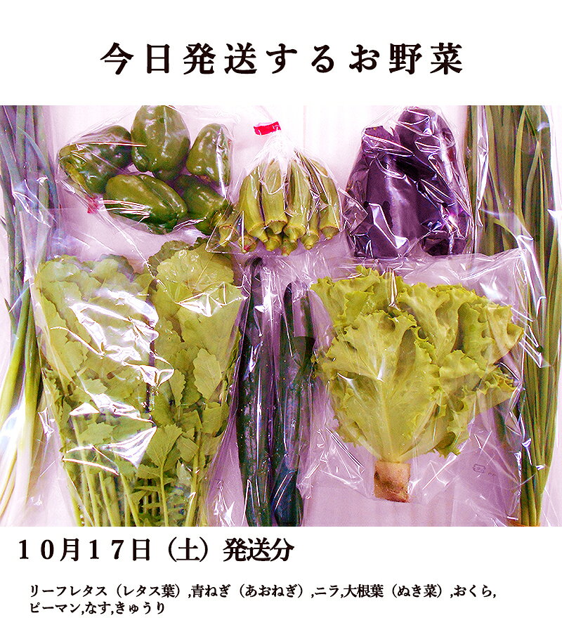 とれたて野菜 8種類セット 詰め合わせ 高知産 レシピ・追加機能付き 送料無料 新鮮 お取り寄せ 地元産 たまご 木綿豆腐 ギフト お土産 産地直送 産直 詰め合わせ クール便 新鮮 葉物 根菜 香味 定番野菜 翌日発送も可 chokuhan-10028510 アグリファーム高知 サンプル画像2