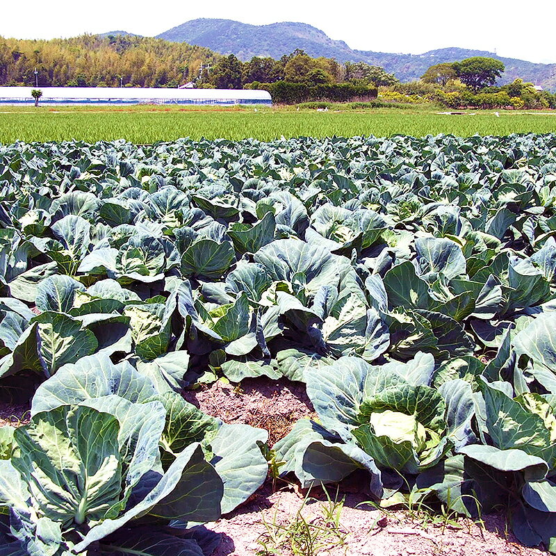 �Ȥ줿����� 8���ॻ�å� �ͤ��碌 ���λ� �쥷�ԡ��ɲõ�ǽ�դ� ����̵�� ���� ������ �ϸ��� ���ޤ� ����Ʀ�� ���ե� ���ڻ� ����ľ�� ��ľ �ͤ��碌 �������� ���� ��ʪ ���� ��̣ ������� ����ȯ�����