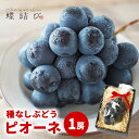種なし ピオーネ 1房 ぶどう ブドウ 葡萄 種なしピオーネ 房 甘い ブランド 果物 フルーツ フルーツギフト プレゼント お取り寄せ ごほうび お中元 御中...