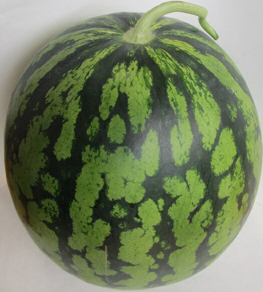 【鳥取すいか3L1玉】