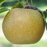 鳥取県産 新甘泉梨