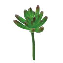 Z_sbN@@@@@@@@@@@@ԍ AW ޗ   | G   fBXvC fR[V nhCh Ntg A[g  fG 킢  ʂ tFCNO[ A succulent Sedum