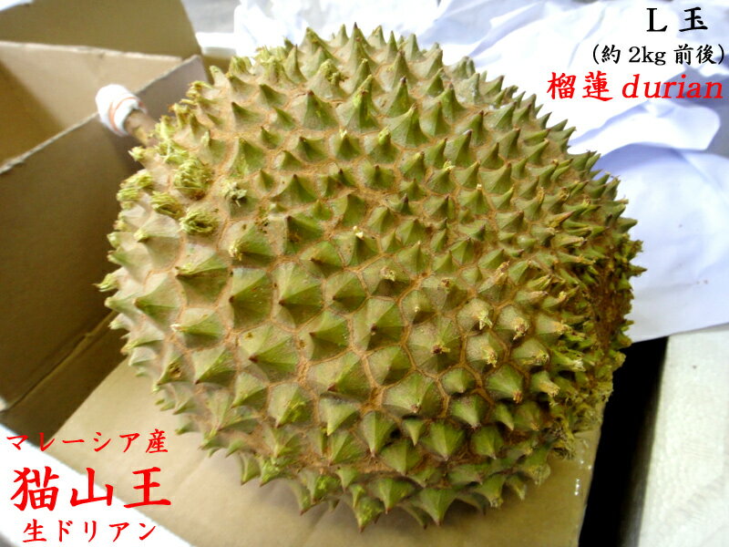 マレーシア産【猫山王】　生ドリアンL玉（予約販売）8月下旬ごろの発送（他の商品と同梱不可）のサムネイル