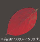 型抜きクリアシート(200枚入) 65786 ミニ・柿の葉【業務用】
