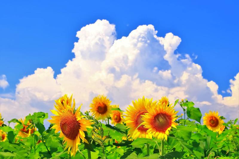 ND タペストリー ひまわり 花 花束 夏 フラワー 植物 太陽 モネ ゴッホ 青空 緑 園芸 生地 インテリア テレワーク 背景 リモートワーク 大きい 壁 布 目隠し 部屋 飾り 間仕切り 向日葵 ciel-sora-10154758 ciel-sora サンプル画像2