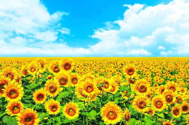 ND タペストリー ひまわり 花 花束 夏 フラワー 植物 太陽 モネ ゴッホ 青空 緑 園芸 生地 インテリア テレワーク 背景 リモートワーク 大きい 壁 布 目隠し 部屋 飾り 間仕切り 向日葵 ciel-sora-10154758 ciel-sora サンプル画像3