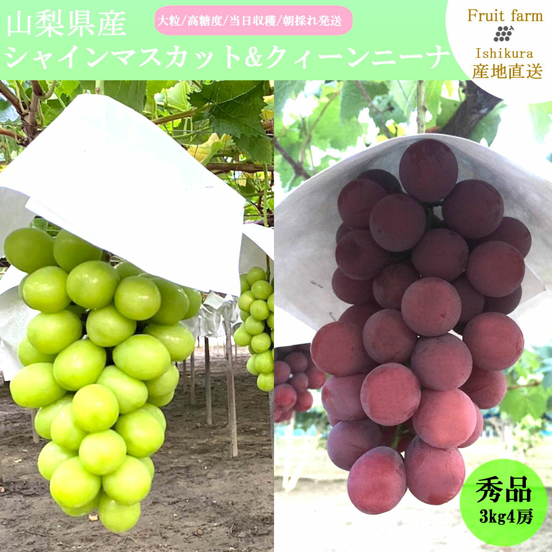 【2025年発送】シャインマスカット クィーンニーナ 贈答箱 マスカット 3kg 4〜5房 産直 マスカット 赤ぶどう 朝採れ ブドウ 葡萄 ぶどう 山梨 先行予約 大粒 大房 高糖度 自分へのご褒美 数量限定 期間限定 高級 秀等品 産地直送 社員マスカット【2025年9月上旬〜9月下旬】