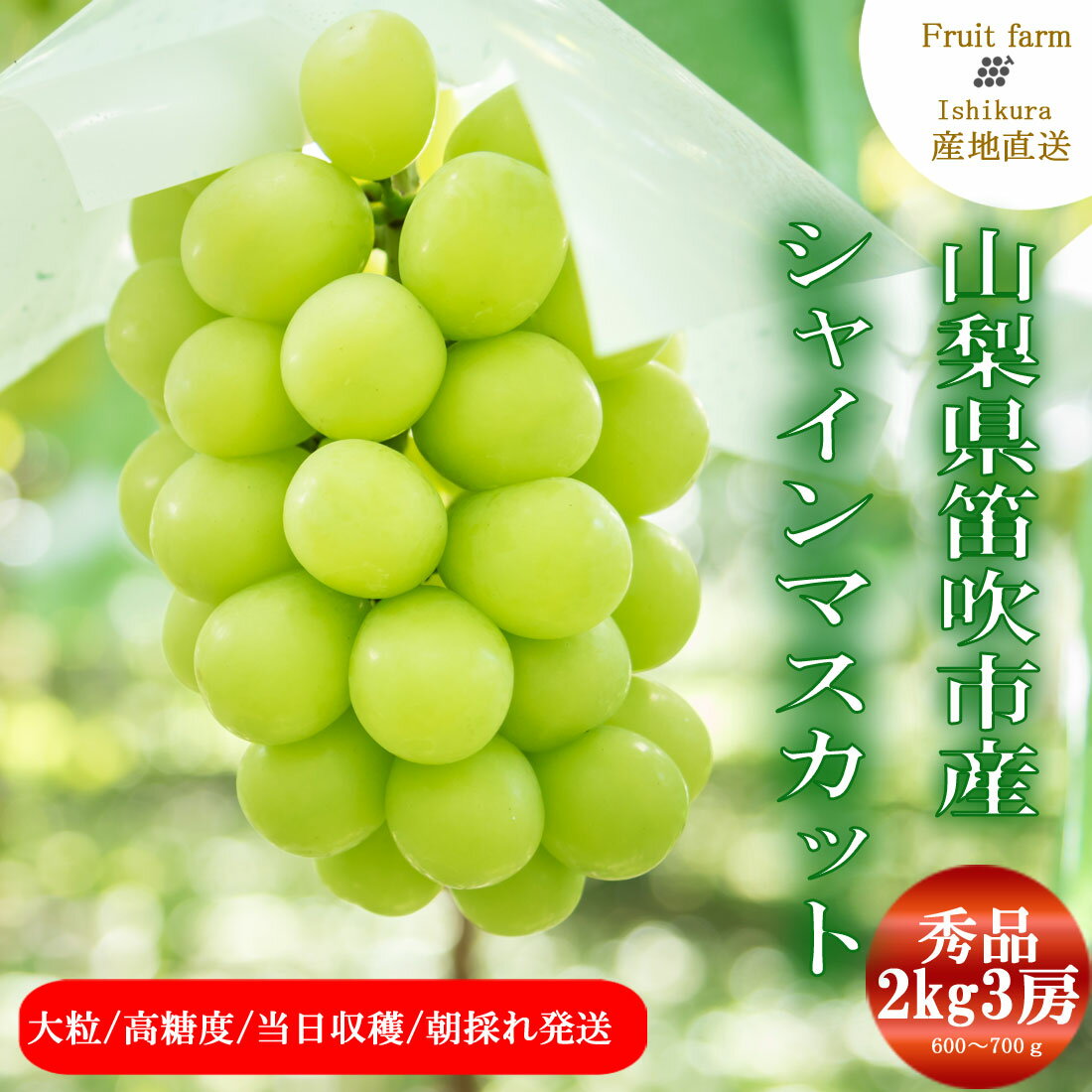 【2025年発送】シャインマスカット マスカット 産直 マスカット ブドウ 葡萄 ぶどう 3房 2kg 山梨 先行予約 大粒 大房 高糖度 自分へのご褒美 数量限定 期間限定 高級 秀等品 特秀 産地直送 社員マスカット 【2025年9月上旬〜9月下旬】