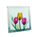 フラワー アート ガラスアート X RAY チューリップ Mサイズ お洒落 フォト インテリア グッズ 通販 取寄品 シネマコレクション