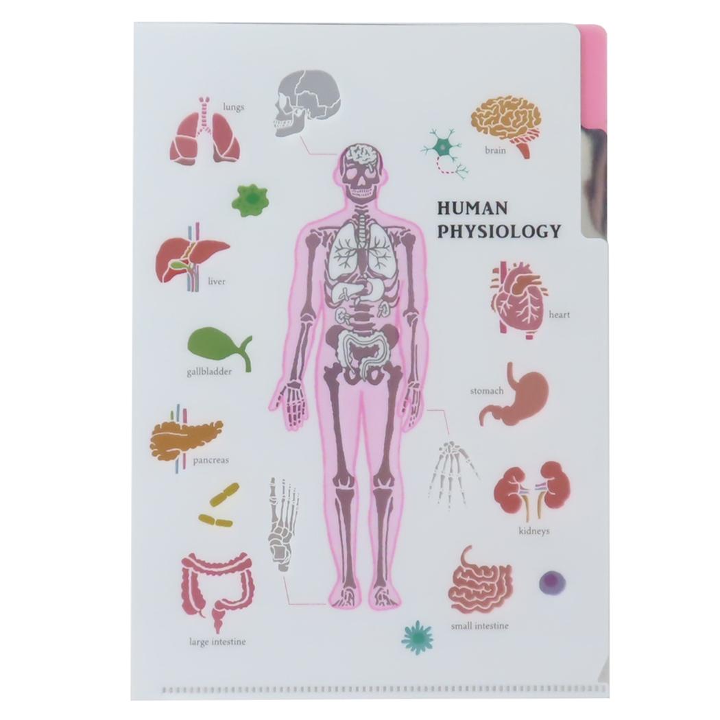 STUDY HOLIC ポケットファイル A5ポケットクリアファイル 人類生物学 Green Flash 新学期準備文具 学び..