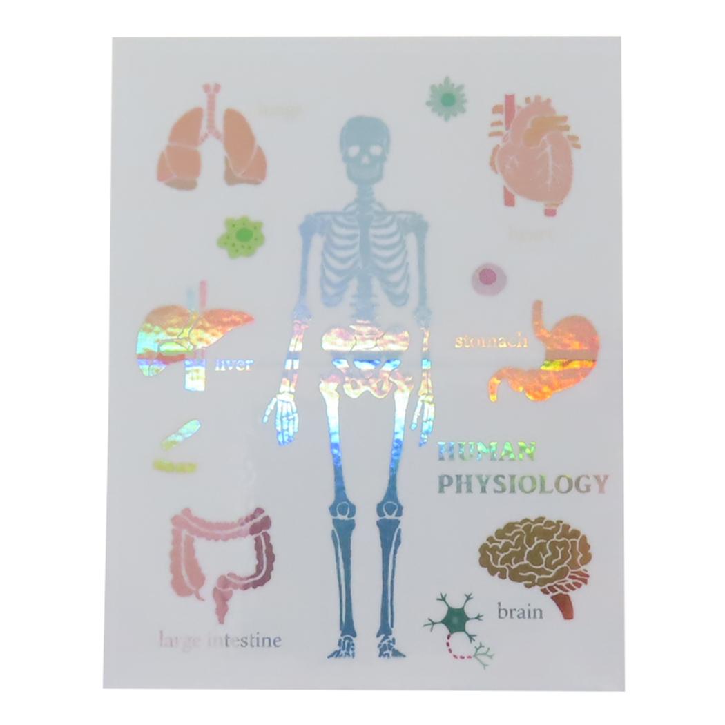 STUDY HOLIC ダイカットシール オーロラステッカー 人類生物学 Green Flash デコシール 耐水耐光 学び ..