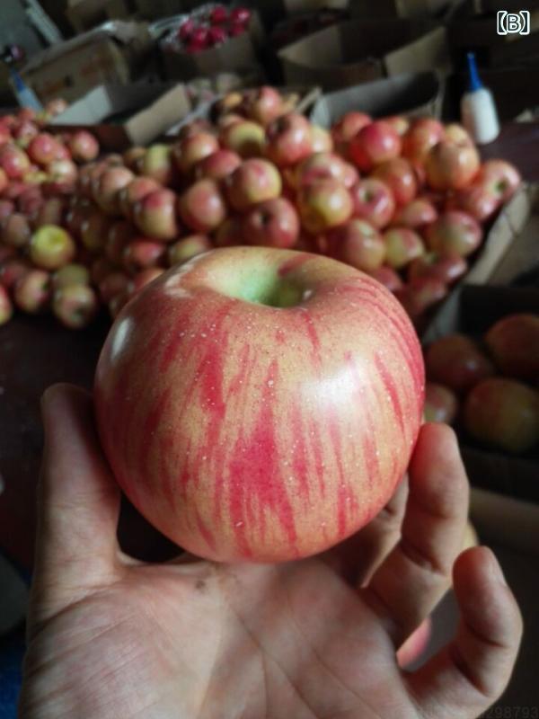 食品 サンプル リアル 見本 撮影 小道具 ディスプレイ 装飾品 フェイク 模擬 フルーツ 果物 リンゴ アップル シンプル 2