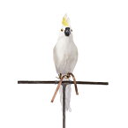 あす楽 バードオブジェ オウム Sサイズ 正面向き 鳥 リアル 本物 飾り物 ハロウィン 剥製みたい 置物 プエブコ PUEBCO ARTIFICIAL BIRDSParrot 101071