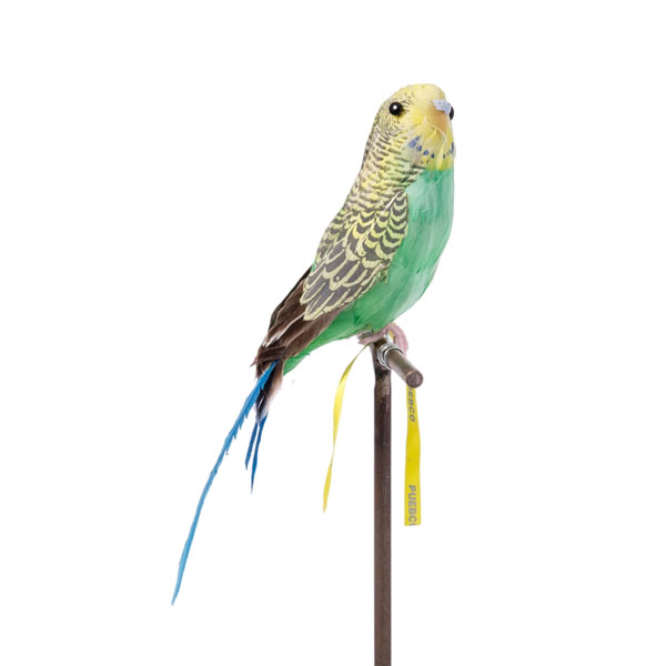 ֤ Сɥ֥ Ļ ꥢ ʪ ʪ ץꥫ ƥꥢ ϥ ٥  ץ֥ PUEBCO ARTIFICIAL BIRDS Budgie 󥳡꡼ 124070 ϥ ߤ ʪפ򸫤