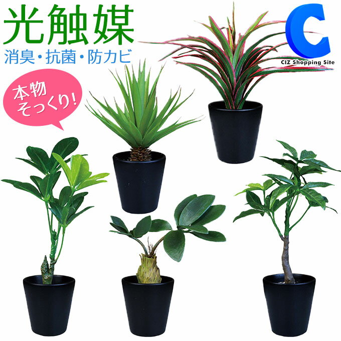 ミニ観葉植物 [ あす楽 ][ 送料無料 ] フェイクグリーン 光触媒 観葉植物 ミニ インテリア 造花 抗菌 防カビ ブラックポット 卓上 ミニポット 陶器 鉢 おしゃれ かわいい 国内加工 リアル 装飾品 飾り付け 店舗 ギフト 全5種 パキラ センチュリー コーデックス シュフレラ ドラセナ