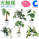 ミニ観葉植物 [ あす楽 ][ 送料無料 ] フェイクグリーン ミニ 光触媒 観葉植物 インテリアグリーン 造花 ミニグリーン 鉢 ポット おしゃれ 飾り 国内加工 卓上 ミニポット 陶器 鉢 リアル 装飾品 店舗 全6種 シュガーバイン フィットニア カメリアリーフ ジャロファ アロカシア パキラ