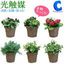 ミニ観葉植物 [ あす楽 ][ 送料無料 ] フェイクグリーン 光触媒 観葉植物 インテリアグリーン 全6種 造花 ミニグリーン ミニフラワー おしゃれ かわいい 飾り 国内加工 卓上 リアル 装飾品 店舗 ギフト プレゼント