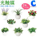 ミニ観葉植物 [ あす楽 ][ 送料無料 ] 観葉植物 卓上 造花 フェイクグリーン 光触媒 インテリアグリーン ラウンドポット ミニグリーン ミニフラワー おしゃれ かわいい 飾り 国内加工 卓上 リアル 装飾品 店舗 ギフト プレゼント 全8種