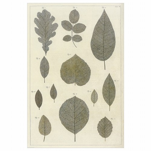 【あす楽】IKEA イケア ポスター 植物の葉コレクション 61x91cm m50570899 BILD ビルド インテリア 寝具 収納 壁紙 装飾フィルム アートパネル アートボード おしゃれ シンプル 北欧 かわいい