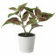 IKEA イケア 人工観葉植物 鉢カバー付き 室内 屋外用 コリウス 6cm m00496604 FEJKA