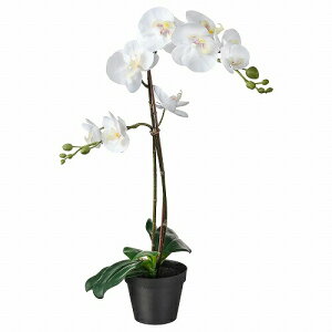 ڤڡIKEA  ͹տʪ Orchid ۥ磻 12x58cm m20294940 FEJKA ե  ǥ տʪ ¤ ե꡼  ץ ̲ 襤