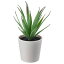 ڤڡIKEA  ͹տʪ ȭСդ   Succulent 6cm m60519768 FEJKA ե  ǥ տʪ ¤ ե꡼  ץ ̲ 襤