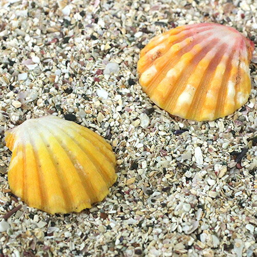 在庫限定商品 希少メリーモナーク サンライズシェル 25 ハワイアン 雑貨 ハワイ ハワイ諸島 貝 高級 ギフト アクセサリーパーツ プレゼント オレンジ イエ...