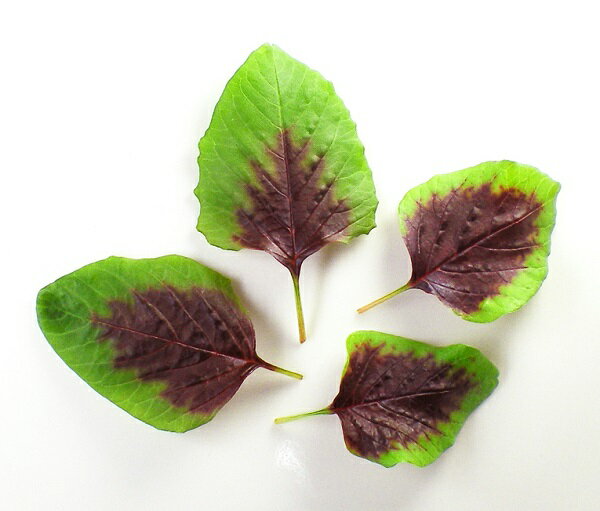 ベビーリーフ・ハーブ 10枚 【洗わなくていい野菜】 安心安全の野菜工場栽培