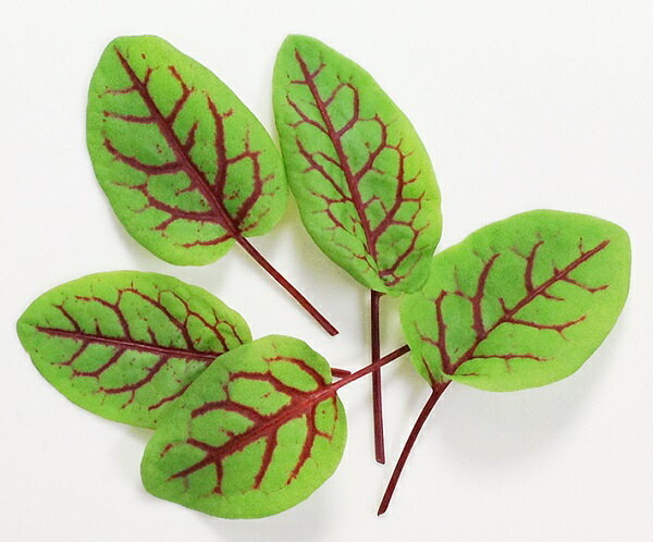 �٥ӡ��꡼�ա��ϡ��� 10�� ������ʤ��Ƥ�����ڡ� �¿���������ڹ������