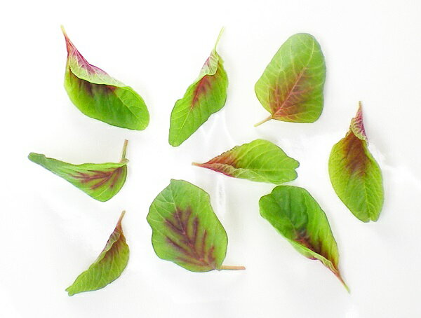 �ޥ������꡼�ա��ޥ������ϡ��� 10�� ������ʤ��Ƥ�����ڡ� �¿���������ڹ������