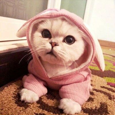 商品情報パーカー ペット用品 犬 猫 厚手 防寒犬服 猫服 パーカー ニット ドッグウェア キャットウェア ウサギの耳 厚手 ペット用品 ペットグッズ 小型犬 中型犬 抜け毛防止 フード付き かわいい 防寒 秋冬物 新作 送商品詳細カラー：ピンク グレーサイズ（cm）：（1）胸周り（2）背丈XS 30/20S 34/24M 39/26L 44/29XL 49/322XL 55/36素材：ニットこちらの商品は平置きで測ります、若干の誤差が生じる場合があります。色合いはモニター環境により若干の誤差が出ます輸送上の都合で多少の汚れや傷などが付いている場合があります。ご理解をお願い致します。写真はサンプルです、画面上と実物では多少色具合が異なって見える場合もございます。ごください。何か質問がございましたら、お気軽にメールにてご連絡ください。商品情報パーカー ペット用品 犬 猫 厚手 防寒犬服 猫服 パーカー ニット ドッグウェア キャットウェア ウサギの耳 厚手 ペット用品 ペットグッズ 小型犬 中型犬 抜け毛防止 フード付き かわいい 防寒 秋冬物 新作 送商品詳細カラー：ピンク グレーサイズ（cm）：（1）胸周り（2）背丈XS 30/20S 34/24M 39/26L 44/29XL 49/322XL 55/36素材：ニットこちらの商品は平置きで測ります、若干の誤差が生じる場合があります。色合いはモニター環境により若干の誤差が出ます輸送上の都合で多少の汚れや傷などが付いている場合があります。ご理解をお願い致します。写真はサンプルです、画面上と実物では多少色具合が異なって見える場合もございます。ごください。何か質問がございましたら、お気軽にメールにてご連絡ください。