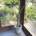 【送料無料 】柱サボテン 118cm 観葉植物の造花 人工観葉植物 フェイクグリーン fake cuctus かわいい おしゃれ