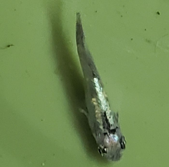 清流メダカ　5匹 送料無料（九州、北海道地域は調整金あり）複数購入同梱割引あり めだか 生体 ラメ 青..