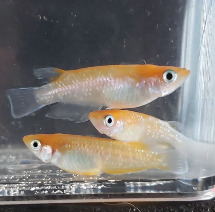 アマテラスメダカ　5匹＋保証分1匹　送料無料（九州、北海道地域は調整金あり）複数購入同梱割引あり めだか 生体 　紅白　ラメ 体外光 ヒレヒカリ 成魚 人気 アクアリウム インテリア 屋外 埼玉産 飼育 観賞魚 販売 人気 癒し 輝き 自由研究 淡水魚