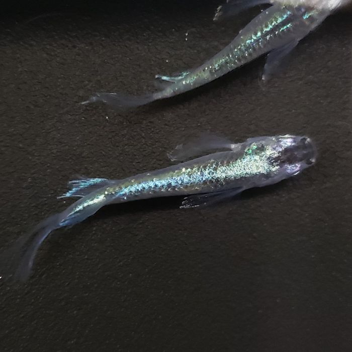 松井ヒレ長緑光メダカ　10匹　送料無料（九州、北海道地域は調整金あり）単品発送 めだか 生体 緑 　 ...