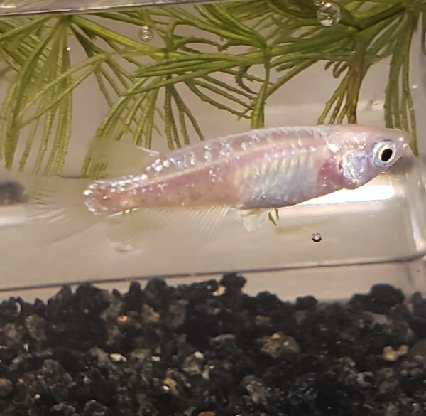 ダイヤモンドダストメダカ　8 匹　送料無料（九州、北海道地域は調整金あり）複数購入同梱割引あり　めだか 生体 ラメ 青 成魚 人気 アクアリウム インテリア 屋外 埼玉産 飼育 観賞魚 販売 人気 癒し 輝き 自由研究 淡水魚